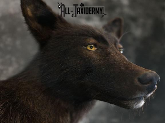 Full body Black Wolf taxidermy mount SKU 2400 - Image 10