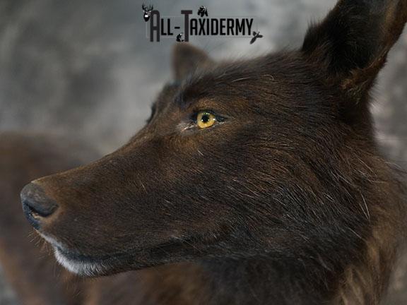 Full body Black Wolf taxidermy mount SKU 2400 - Image 9