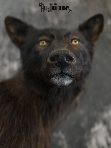 Full body Black Wolf taxidermy mount SKU 2400 - Image 8