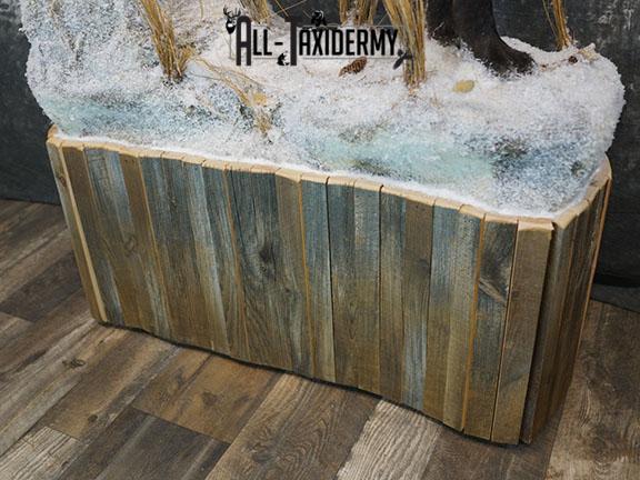 Full body Black Wolf taxidermy mount SKU 2400 - Image 7