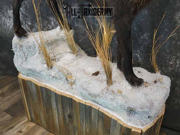 Full body Black Wolf taxidermy mount SKU 2400 - Image 6