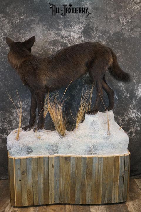 Full body Black Wolf taxidermy mount SKU 2400 - Image 5