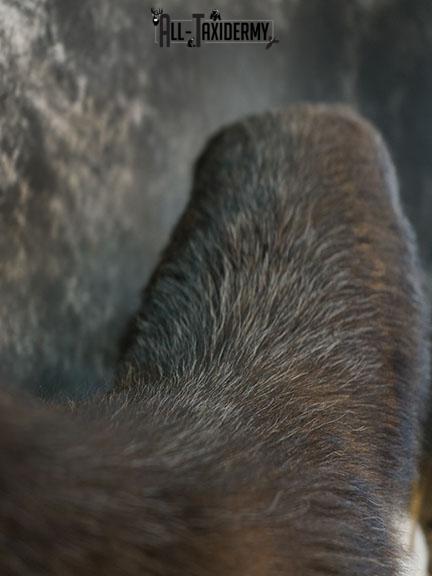 Full body Black Wolf taxidermy mount SKU 2400 - Image 4