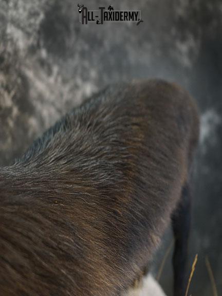 Full body Black Wolf taxidermy mount SKU 2400 - Image 3