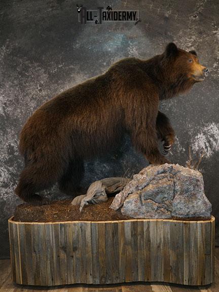 Grizzy Brown bear full body taxidermy mount SKU 2255 - Image 2