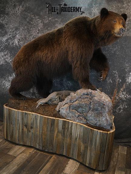 Grizzy Brown bear full body taxidermy mount SKU 2255 - Image 3