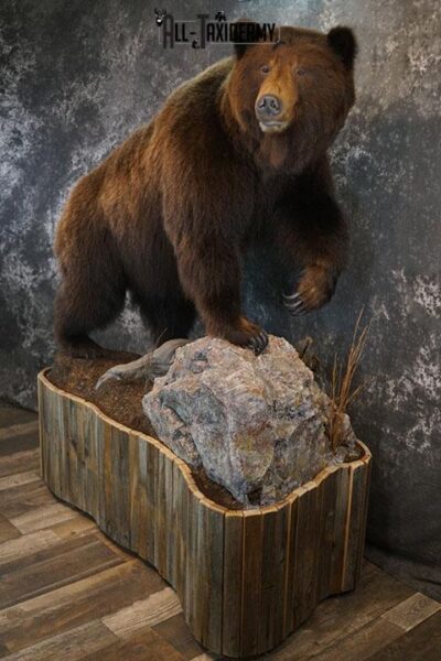 Grizzy Brown bear full body taxidermy mount SKU 2255