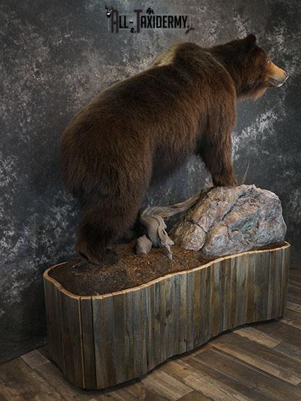 Grizzy Brown bear full body taxidermy mount SKU 2255 - Image 5