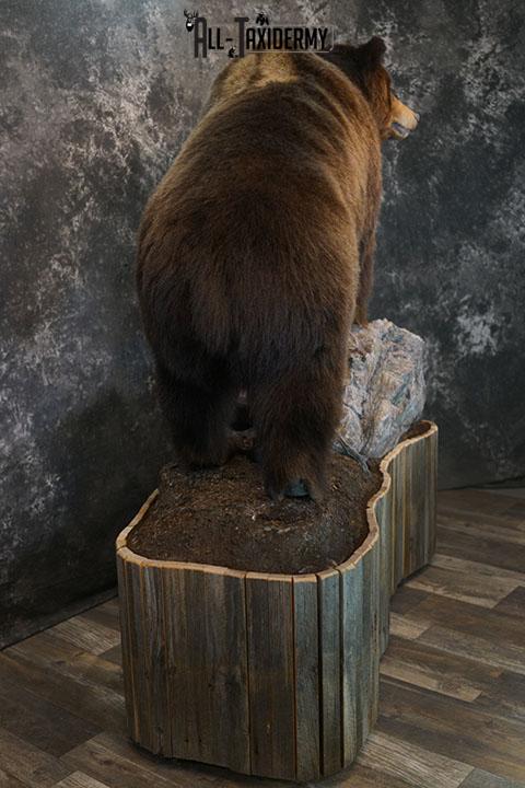 Grizzy Brown bear full body taxidermy mount SKU 2255 - Image 6