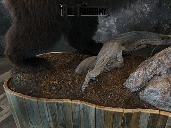 Grizzy Brown bear full body taxidermy mount SKU 2255 - Image 10