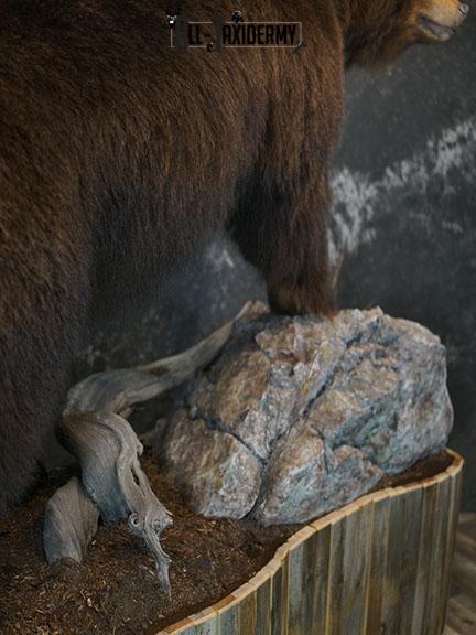 Grizzy Brown bear full body taxidermy mount SKU 2255 - Image 11