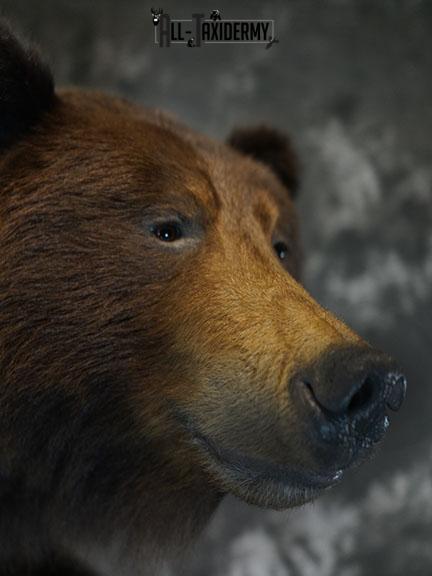 Grizzy Brown bear full body taxidermy mount SKU 2255 - Image 14