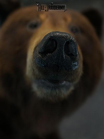 Grizzy Brown bear full body taxidermy mount SKU 2255 - Image 13