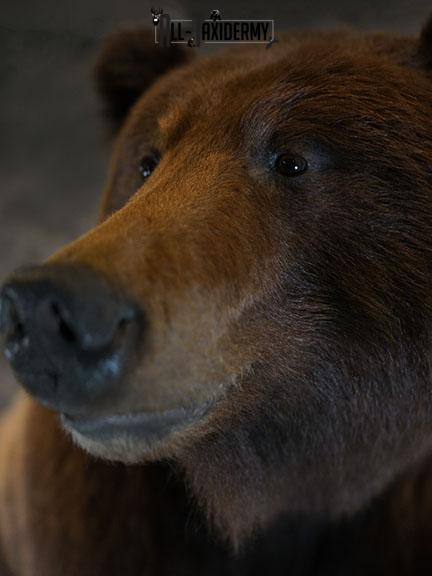 Grizzy Brown bear full body taxidermy mount SKU 2255 - Image 12