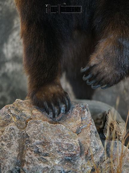 Grizzy Brown bear full body taxidermy mount SKU 2255 - Image 9