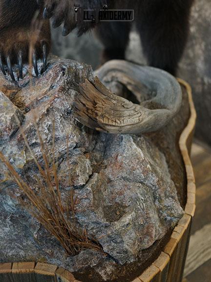 Grizzy Brown bear full body taxidermy mount SKU 2255 - Image 8