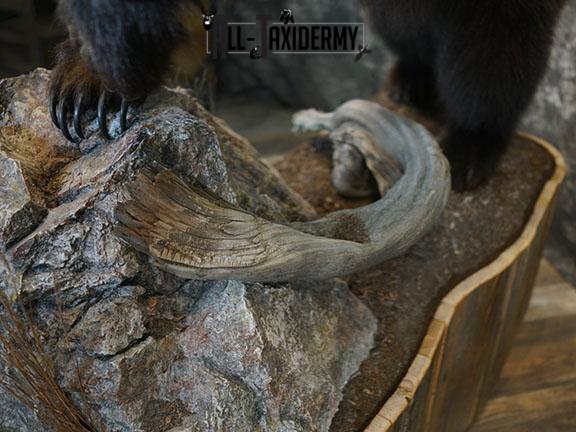 Grizzy Brown bear full body taxidermy mount SKU 2255 - Image 7