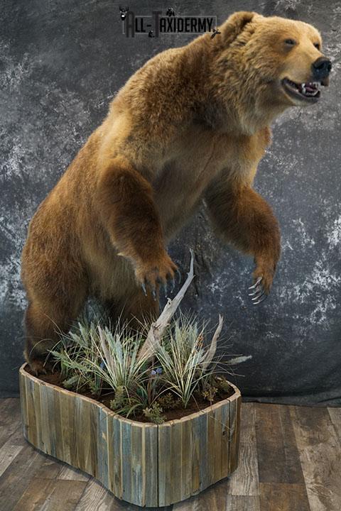 Full body Kodiak Grizzly taxidermy mount SKU 2342 - Image 2