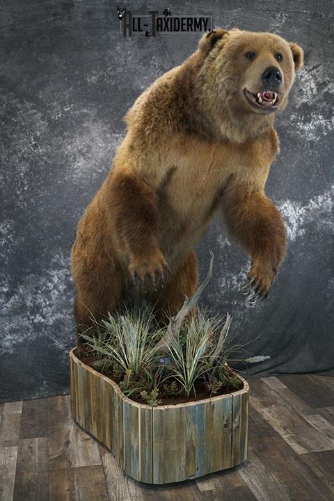 Full body Kodiak Grizzly taxidermy mount SKU 2342 - Image 9