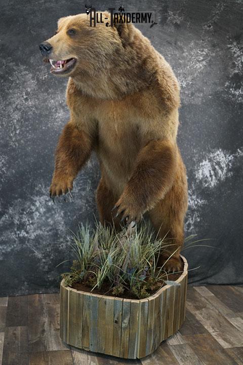 Full body Kodiak Grizzly taxidermy mount SKU 2342 - Image 3