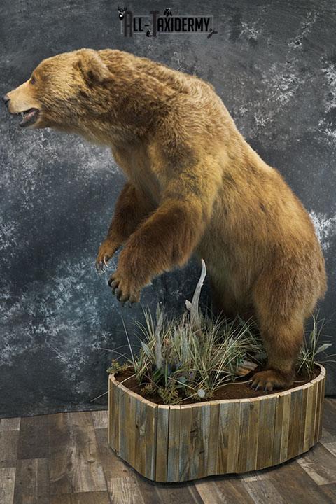 Full body Kodiak Grizzly taxidermy mount SKU 2342 - Image 4