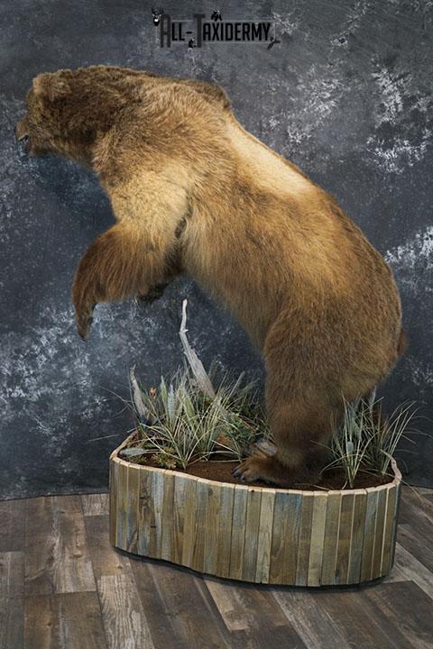Full body Kodiak Grizzly taxidermy mount SKU 2342 - Image 5