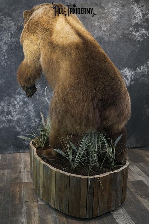 Full body Kodiak Grizzly taxidermy mount SKU 2342 - Image 6
