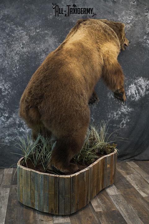 Full body Kodiak Grizzly taxidermy mount SKU 2342 - Image 7