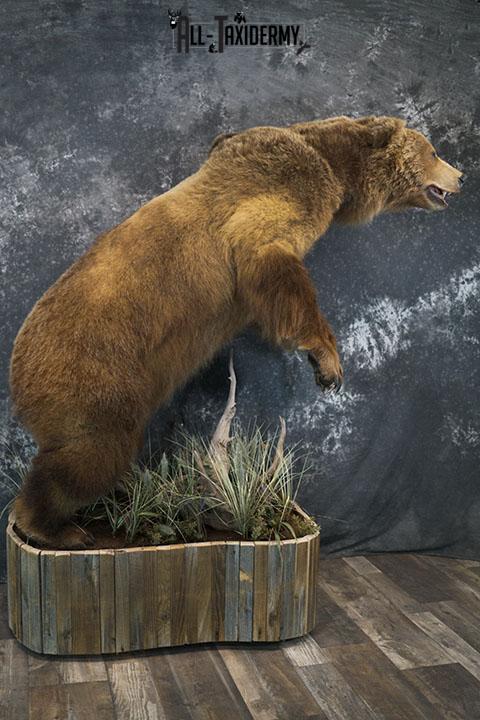 Full body Kodiak Grizzly taxidermy mount SKU 2342 - Image 8