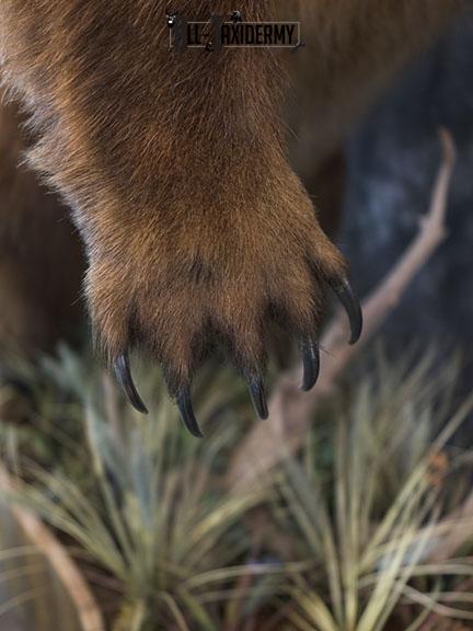 Full body Kodiak Grizzly taxidermy mount SKU 2342 - Image 17