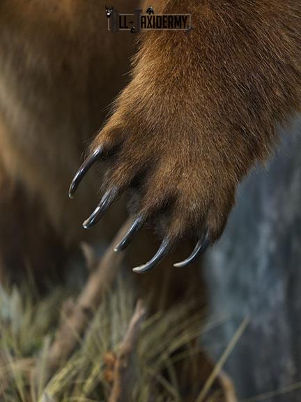 Full body Kodiak Grizzly taxidermy mount SKU 2342 - Image 16