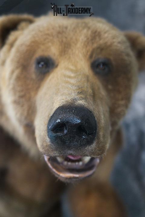 Full body Kodiak Grizzly taxidermy mount SKU 2342 - Image 15