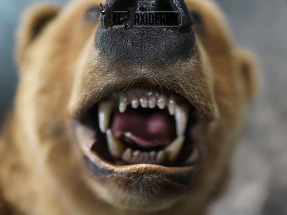 Full body Kodiak Grizzly taxidermy mount SKU 2342 - Image 14