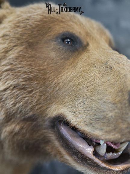Full body Kodiak Grizzly taxidermy mount SKU 2342 - Image 13