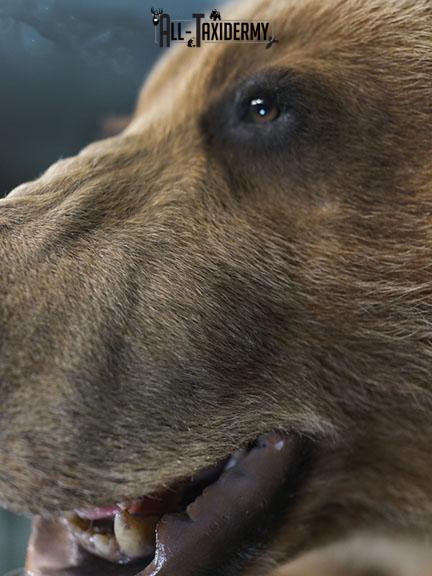 Full body Kodiak Grizzly taxidermy mount SKU 2342 - Image 12