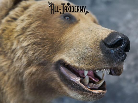 Full body Kodiak Grizzly taxidermy mount SKU 2342 - Image 11