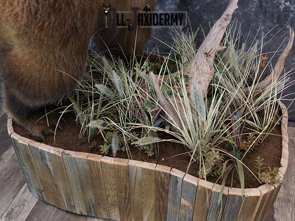 Full body Kodiak Grizzly taxidermy mount SKU 2342 - Image 10