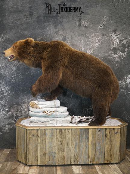 Full Body Brown/ Grizzly Bear taxidermy mount SKU 2383 - Image 2