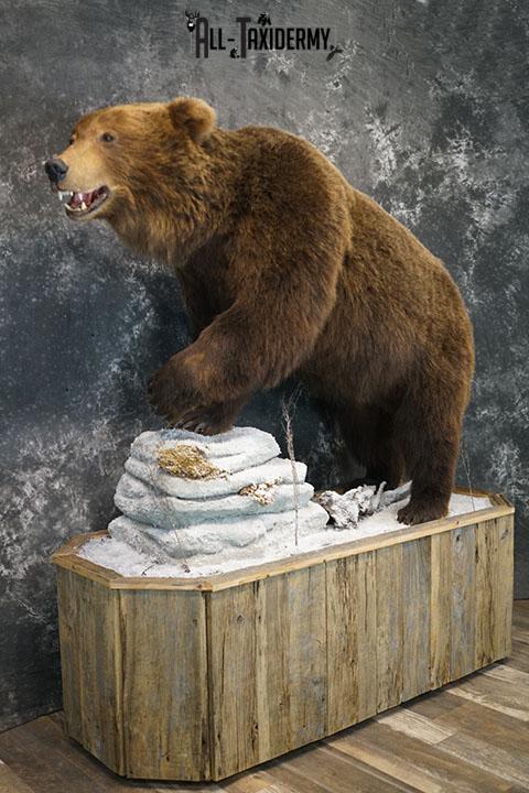 Full Body Brown/ Grizzly Bear taxidermy mount SKU 2383