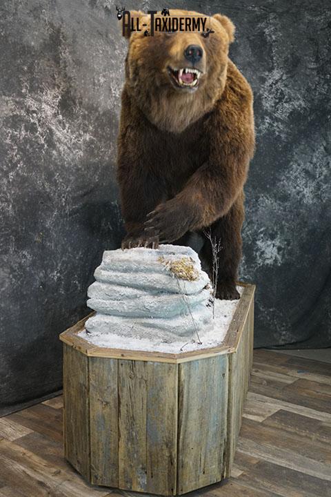 Full Body Brown/ Grizzly Bear taxidermy mount SKU 2383 - Image 3