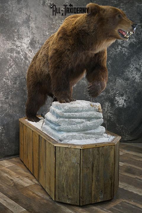 Full Body Brown/ Grizzly Bear taxidermy mount SKU 2383 - Image 5