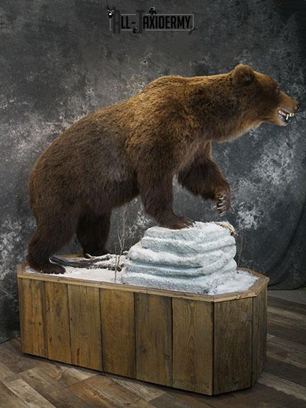 Full Body Brown/ Grizzly Bear taxidermy mount SKU 2383 - Image 6