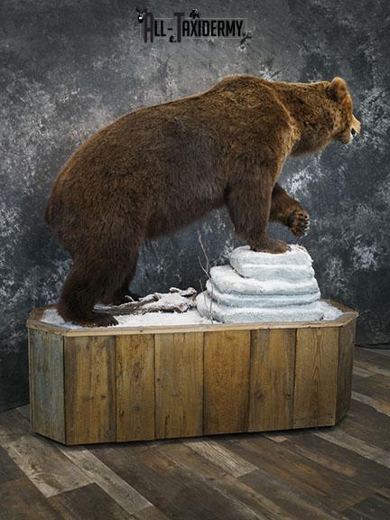 Full Body Brown/ Grizzly Bear taxidermy mount SKU 2383 - Image 7