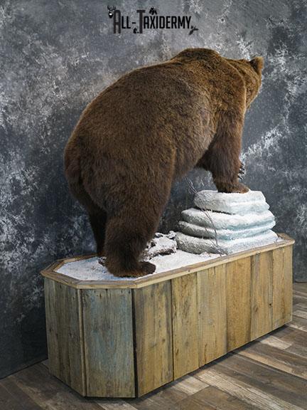Full Body Brown/ Grizzly Bear taxidermy mount SKU 2383 - Image 8
