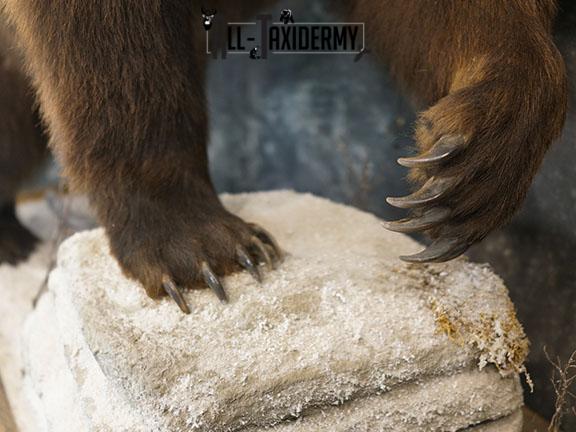 Full Body Brown/ Grizzly Bear taxidermy mount SKU 2383 - Image 15