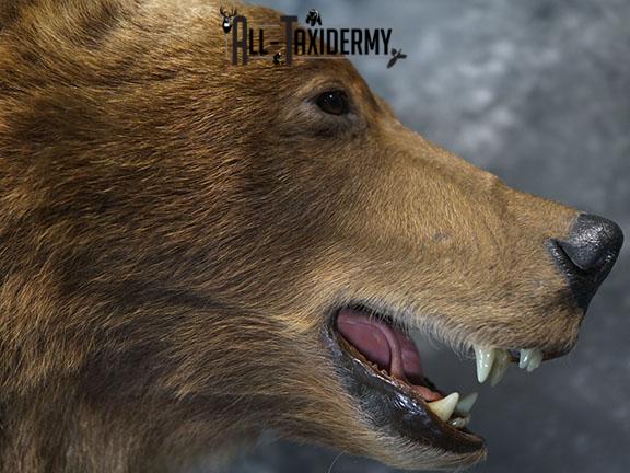 Full Body Brown/ Grizzly Bear taxidermy mount SKU 2383 - Image 13