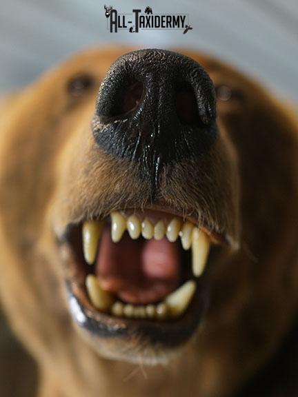 Full Body Brown/ Grizzly Bear taxidermy mount SKU 2383 - Image 12