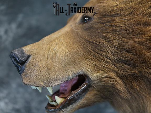 Full Body Brown/ Grizzly Bear taxidermy mount SKU 2383 - Image 11