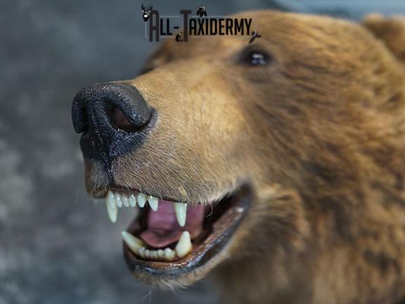Full Body Brown/ Grizzly Bear taxidermy mount SKU 2383 - Image 10