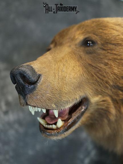 Full Body Brown/ Grizzly Bear taxidermy mount SKU 2383 - Image 9